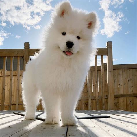 I Love You, Samoyed 🐶 (Nomin) | Anjing samoyed, Anjing, Bayi anjing