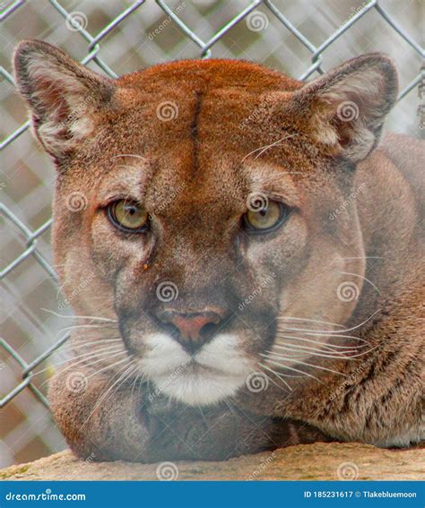 Cougar face Close up stock image. Image of caged, ambush - 185231617