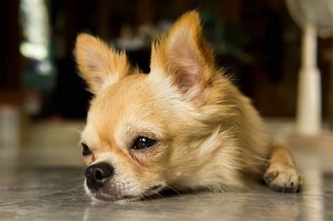Learn Chihuahua Mexico Language: Phrases For Travelers