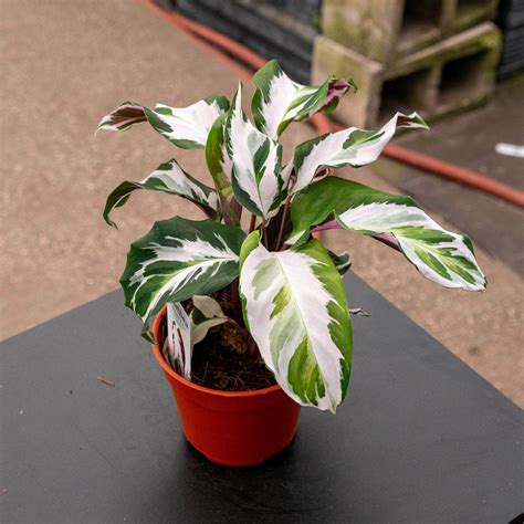 Calathea 'Stella' - Gabriella Plants