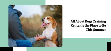 All About Dogs Training Center is the Place to Be This Summer