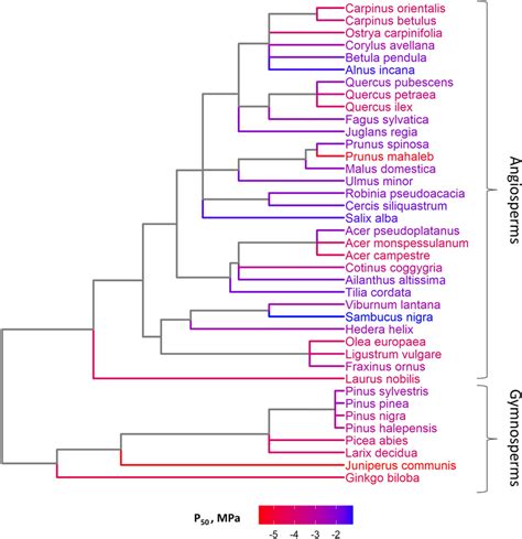 Image result for Phylogenetic Tree Examples