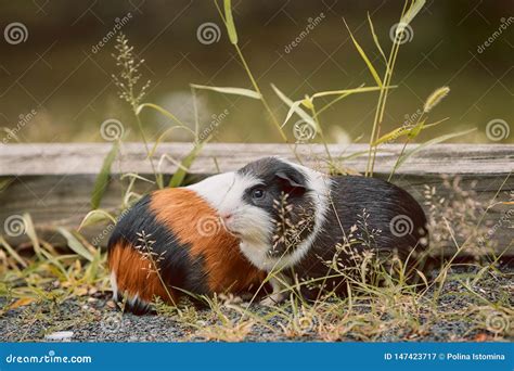 Two Cute Guinea Pigs Adorable American Tricolored with Swirl on Head ...