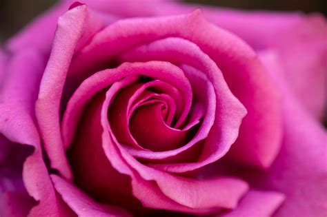 Image result for Flower Coding Steps Pattern in Scratch
