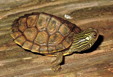 Image result for Map Turtle