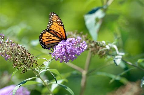 Forest Park pollinator gardens - masslive.com