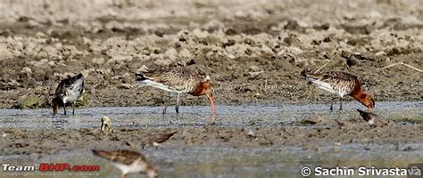 Birds in Sultanpur bird sanctuary - Page 4 - Team-BHP