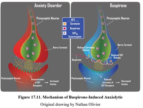 Chapter 17: Anxiolytics – Drugs and Behavior