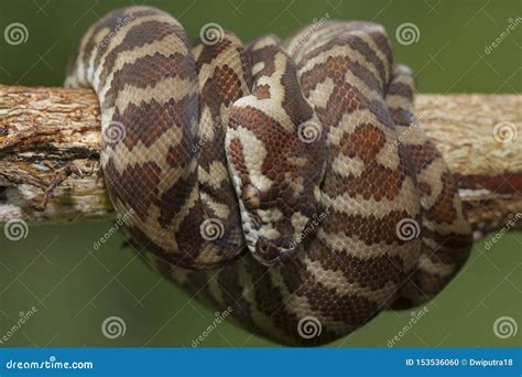 Image result for Carpet Python