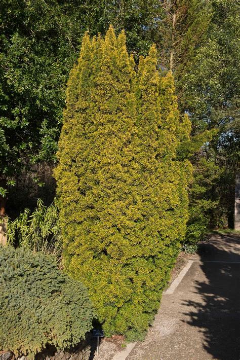 9 Narrow Evergreen Shrubs (with Pictures) - Plantglossary | Evergreen ...