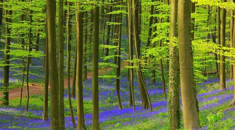 HALLERBOS (2025) All You Need to Know BEFORE You Go (with Photos ...