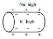 Which of the following diagram illustrates the distribution of Na+ and ...