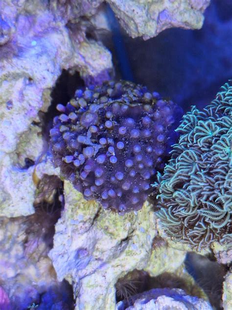Bitte um Identifizierung - Sonstige Wirbellose - Meerwasserforum