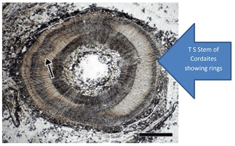 Type of Fossils and their Study Techniques - Botany Optional for UPSC PDF