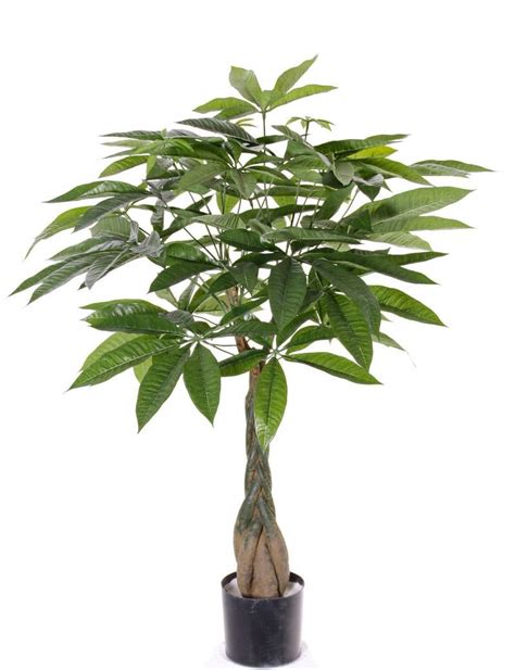 Buy arts.de Artificial pachira CASSIAN, fake trunk, 90cm - Silk /Fake ...