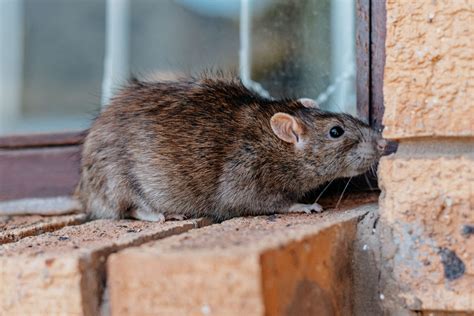 So there are rats in your attic, now what? - Shoreline Environmental ...