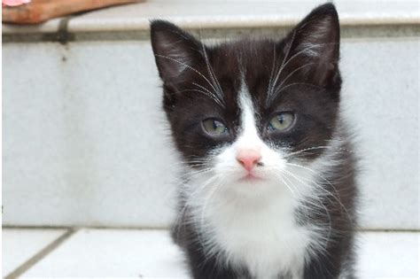Super süße Britisch Kurzhaar Mix Kitten in groß zimmern | Tiere ...