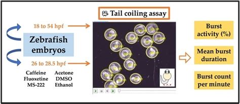 Tail Coiling Assay in Zebrafish (Danio rerio) Embryos: Stage of ...