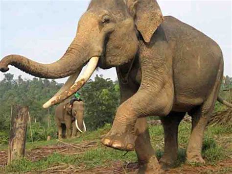 Saraswathi Tours & Travels | Kodaikanal Tours | Kodaikanal Travels ...