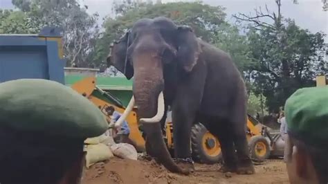'Mahendra', 66-year-old tusker that protected Similipal, passes away in ...