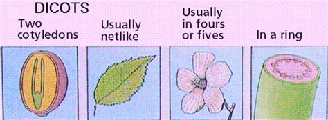 Image result for Angiosperms Classes