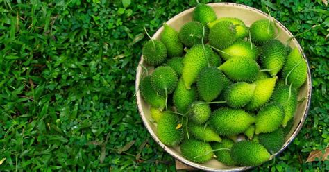 Hybrid Kantola/Spiny Gourd Vegetable Seeds For Home Garden-Pack of 20 ...