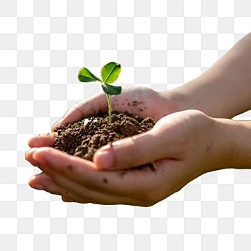 Rezultat imagine pentru Sapling Animation