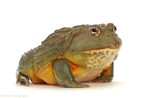African Bullfrog photo WP47349
