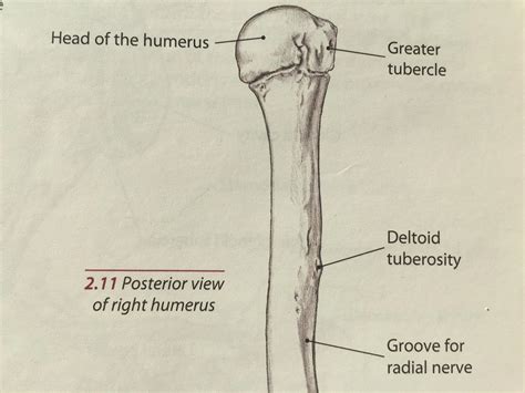 Radial Groove Humerus