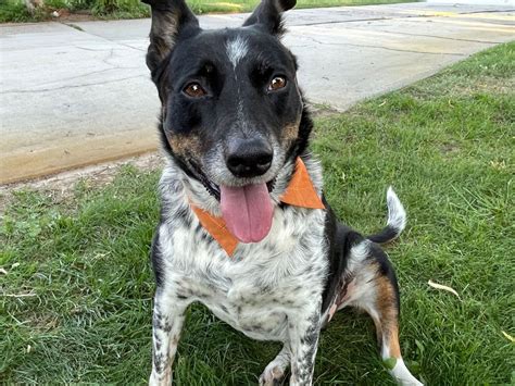 How To Make a Dog Dress Shirt Collar From an Upcycled Shirt - You Make ...