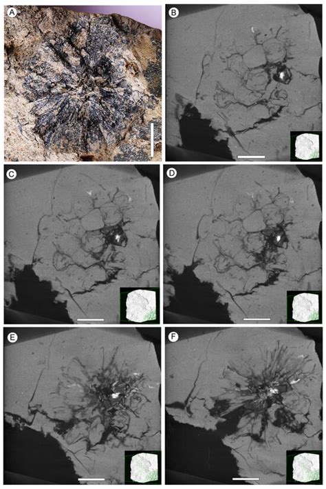 Structurally Preserved Liquidambar Infructescences, Associated Pollen ...