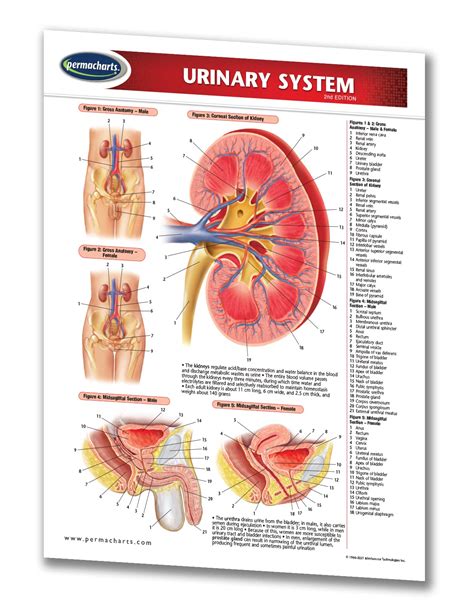 Male Urinary System Diagram