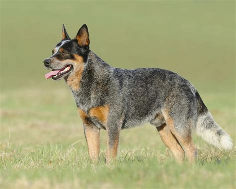 20 Facts About Cattle Farming - Facts.net