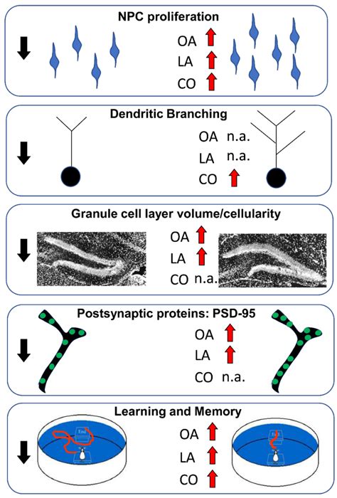Fatty Acids: A Safe Tool for Improving Neurodevelopmental Alterations ...