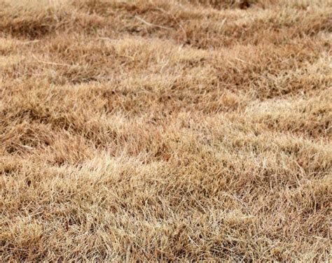 关于草坪产生肥害的原因以及处理办法-成都锦睿草业有限公司