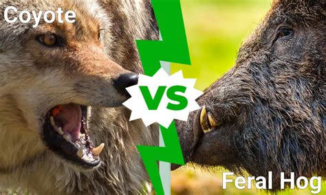 Texas Showdown: Who Emerges Victorious in a Coyote vs. Feral Hog Battle? - A-Z Animals