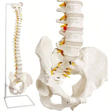 Scientc Spinal Cord Model, Skeleton Model 34" Life Size Spinal Column ...