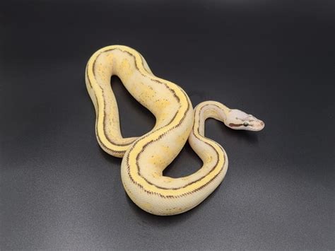 Image result for D Stripe Ball Python