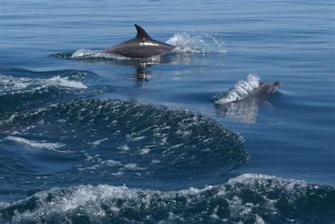 Dolphin 的图像结果