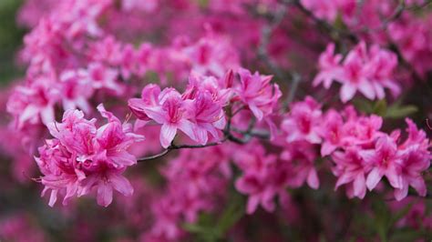 Download wallpaper 1920x1080 azalea, flowers, branch, pink, spring full ...