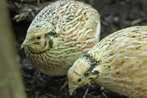 My organically raised coturnix quail sitting her eggs - Update 2 - All Change | The Holistic Hen ...