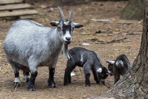 8 Types of Goat Breeds
