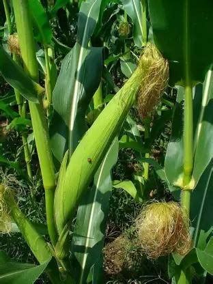Aro Sweet Corn, Bhutta Seed Price in India - Buy Aro Sweet Corn, Bhutta ...