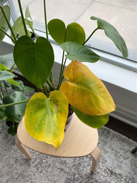 Why Does Monstera Turn Yellow? Essential Tips to Revive It - Indoor Plants