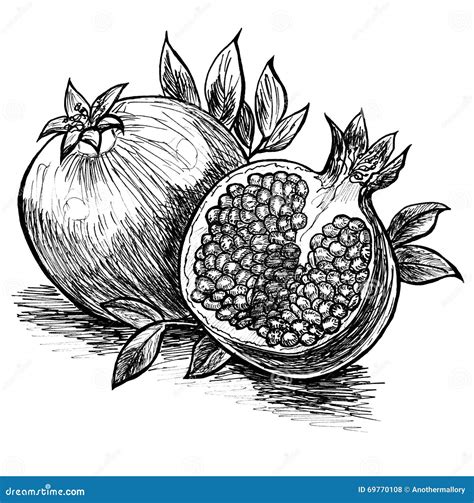 Sketch with pomegranates stock illustration. Illustration of ingredient - 69770108