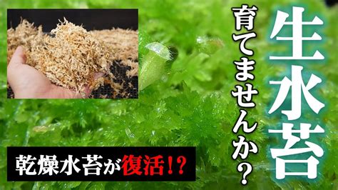 【生きた水苔】乾燥水苔を生水苔に復活させよう♪【苔の育て方】【自生地観察】