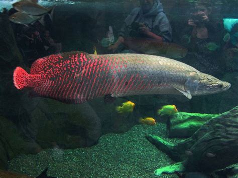Arapaima Red | FRESHWATERAQUATICA