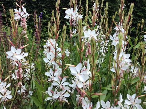 Gaura Lindheimeri Whirling Butterflies Prachtkerze Gaura Lindheimeri