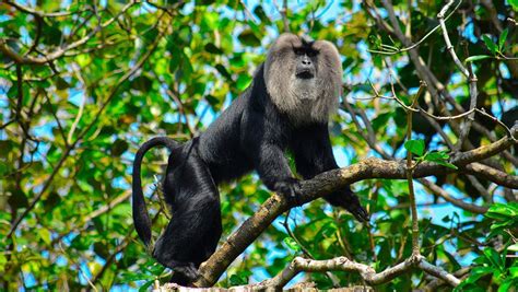 Flora, fauna, endemic and endangered species — task. Science CBSE, Class 8.