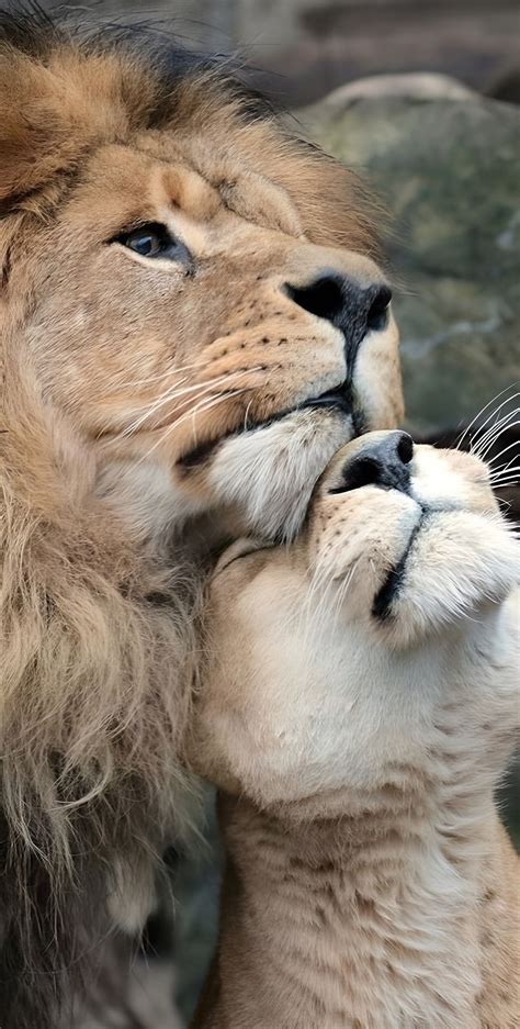 Emirli.041 adlı kullanıcının təmirdə00567 panosundaki Pin | Nadide ...